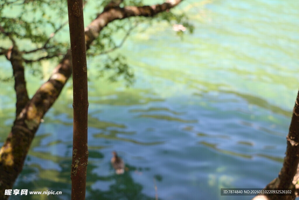 湖畔树木下的戏水场景