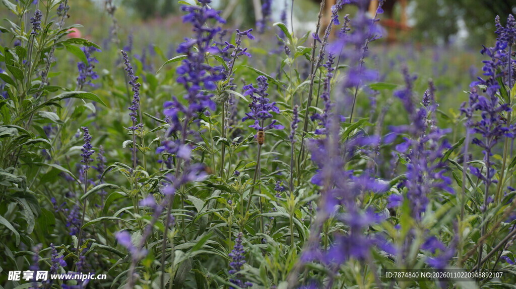 紫色鼠尾草花丛美景