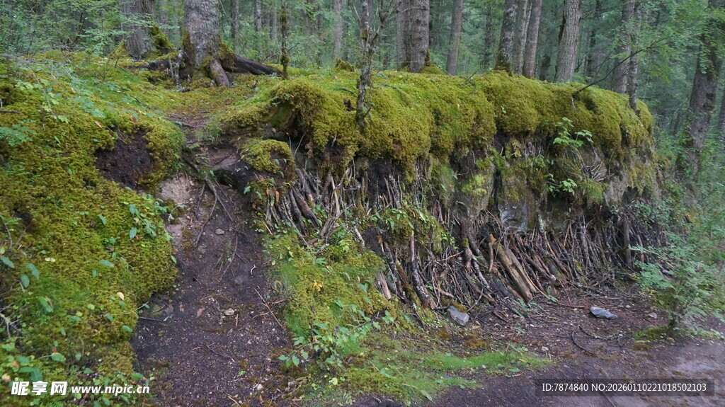森林中长满苔藓的小径