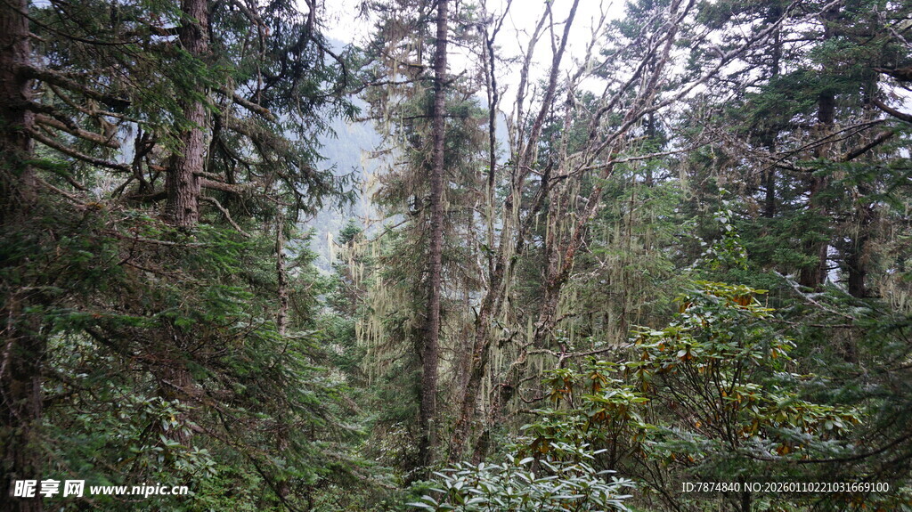 茂密森林中的树木景观