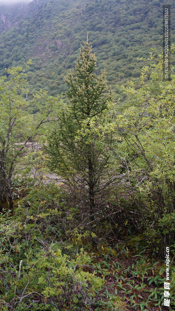 山林间的葱郁植被