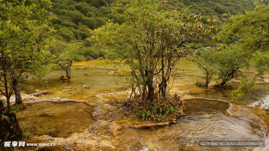 山间溪流旁的葱郁树木