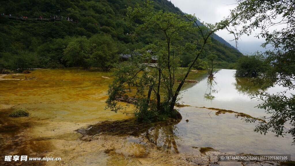 山间浑水潭中的孤立树木