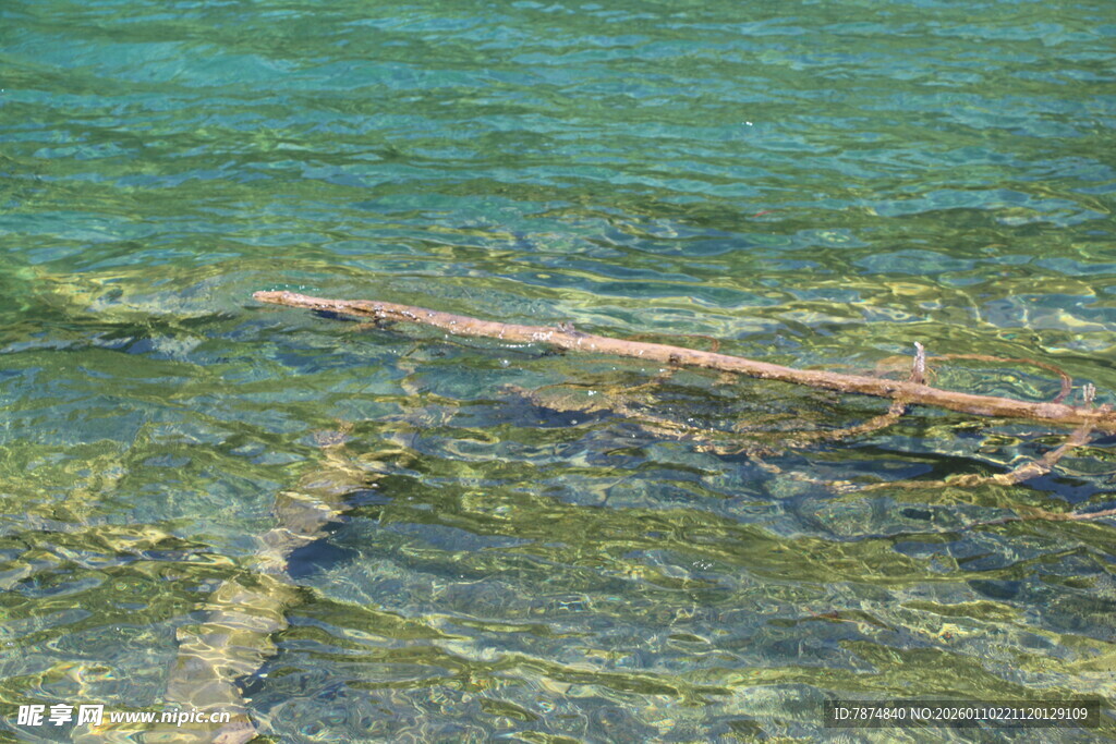 清澈海水中的漂浮树枝