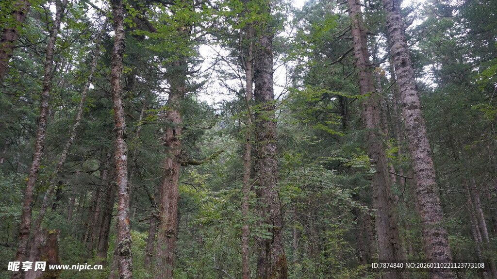 茂密森林中的挺拔树木