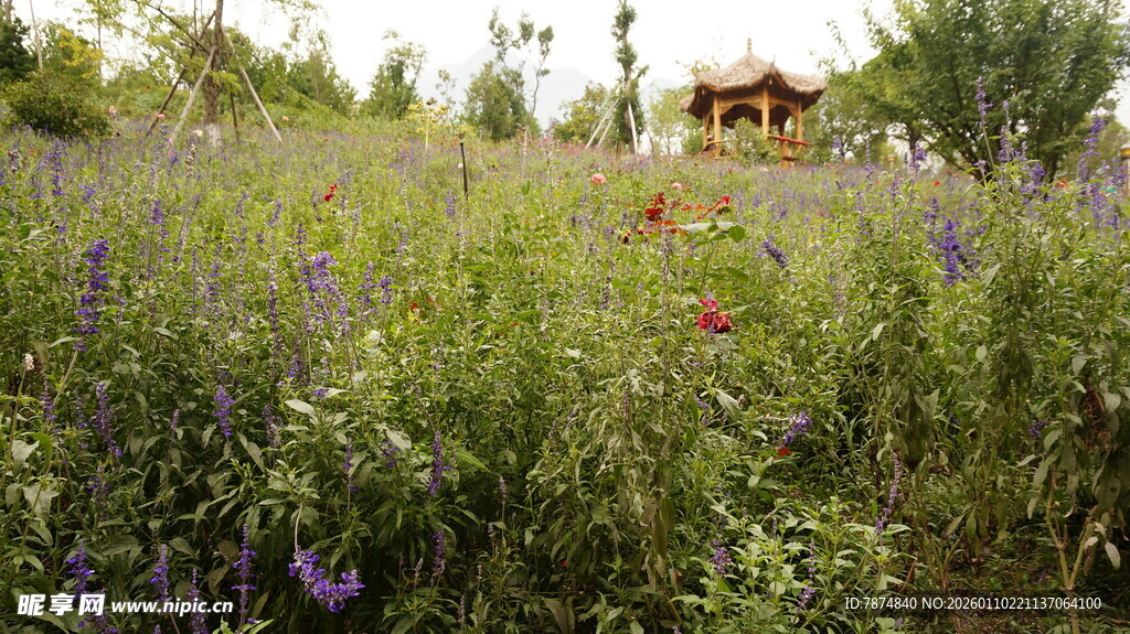 紫色花海中的乡村景致