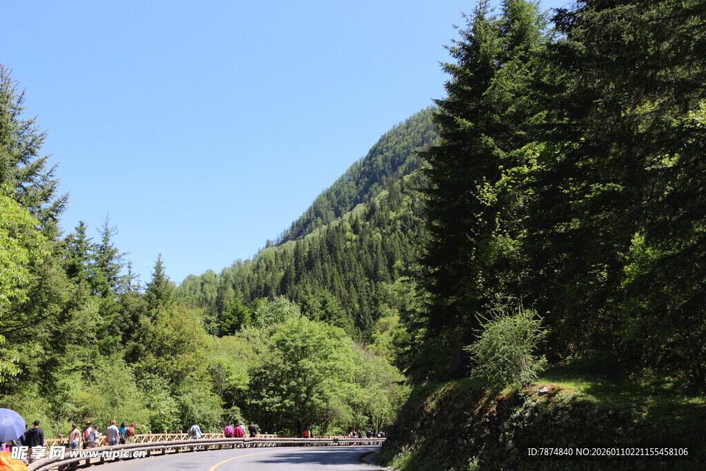 山间公路穿行于葱郁树林