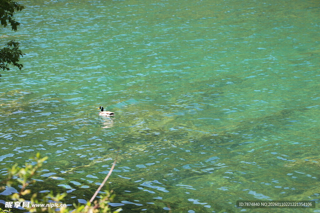 清澈湖水中的游泳者