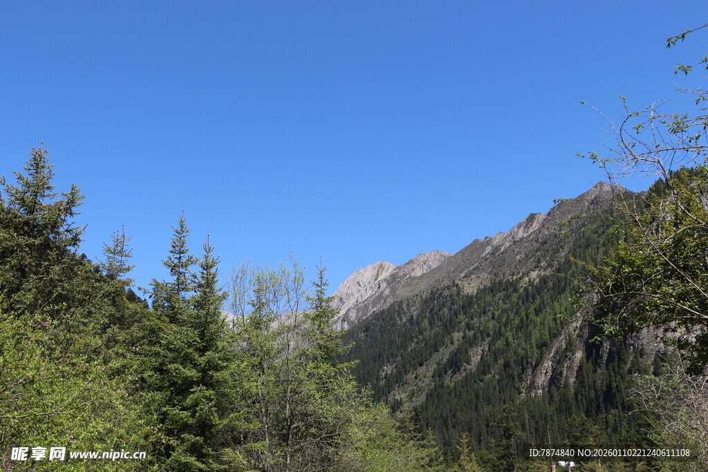 山林间的蓝天与葱郁树木