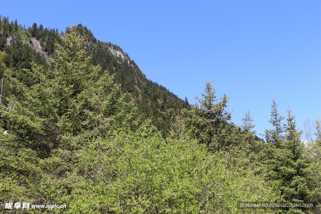 山林葱郁的自然景致