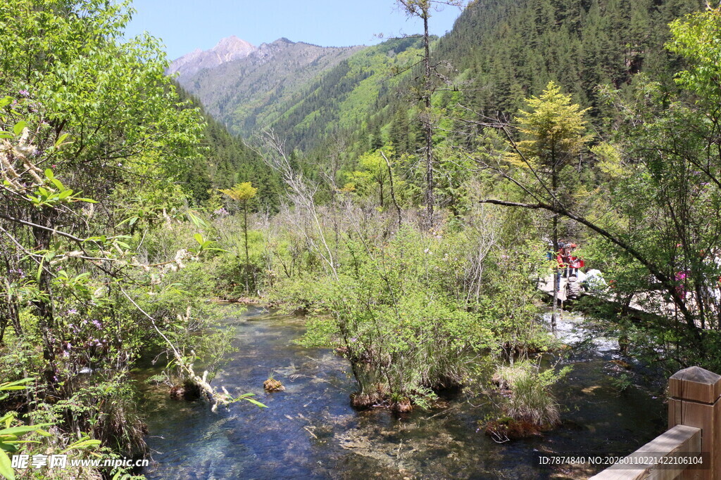 山间溪流旁的葱郁景致