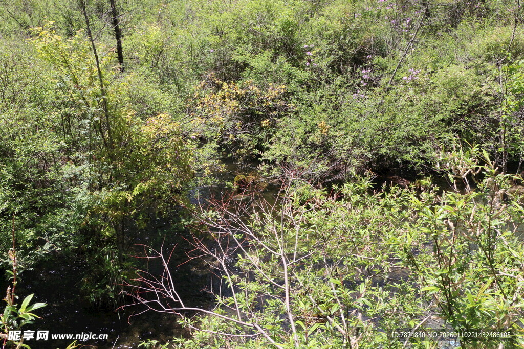 茂密丛林中的绿色植被