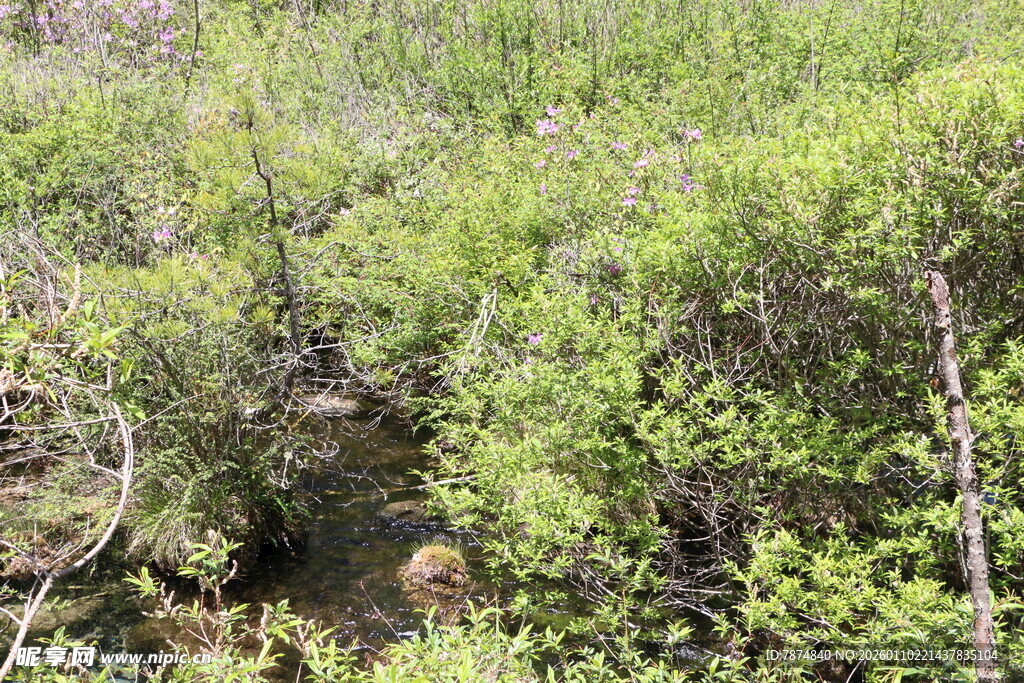 野外繁茂绿植景观