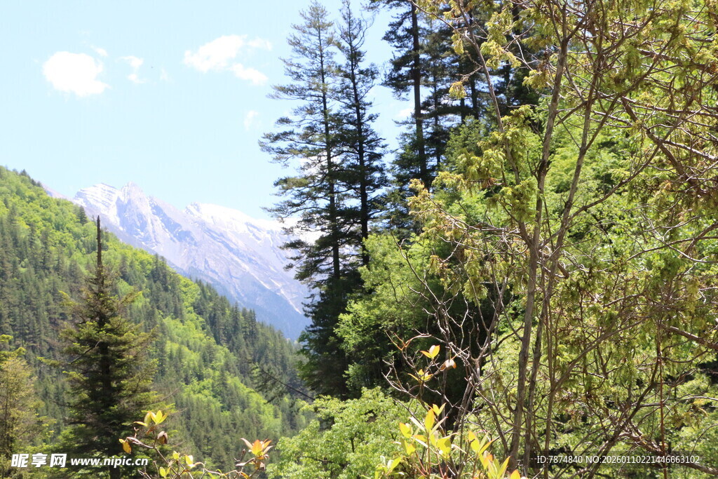 山林美景 绿意盎然的自然
