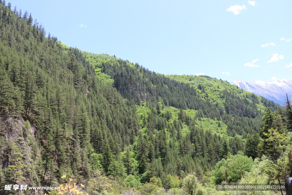 青山绿树的山间美景