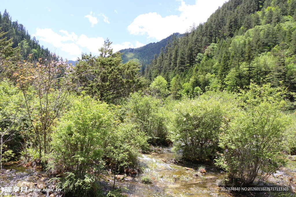 山间溪流旁的葱郁植被