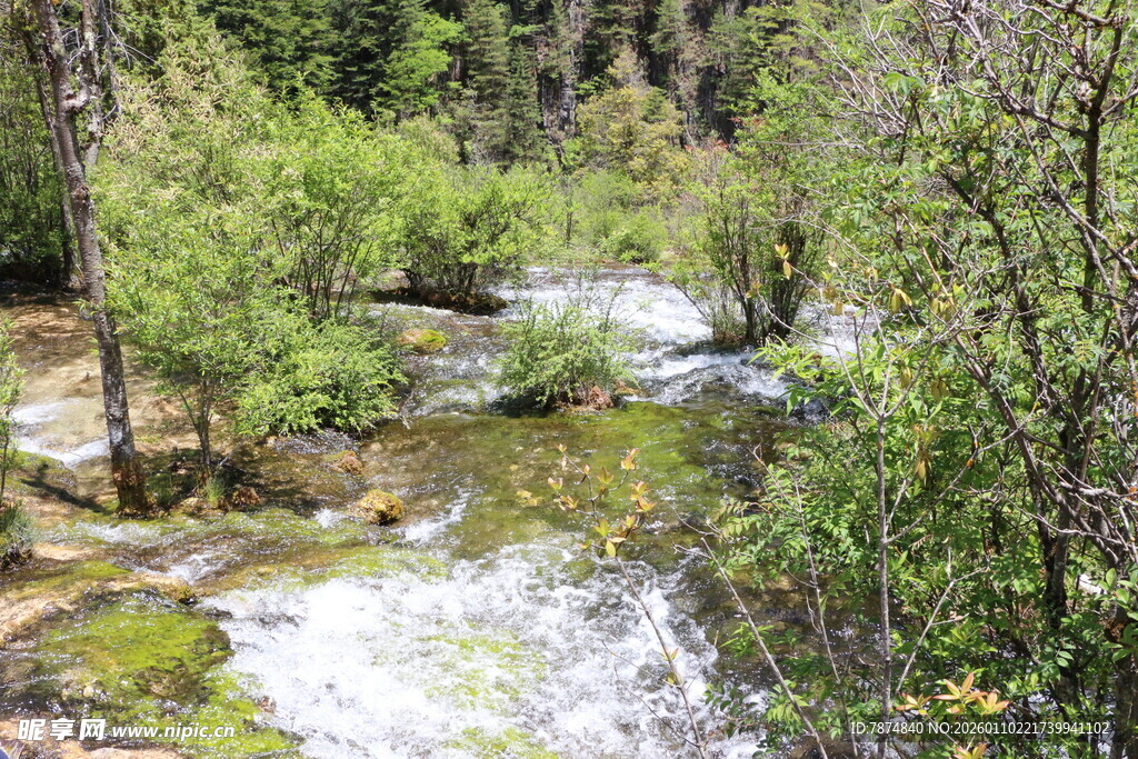 山间溪流旁的葱郁绿植