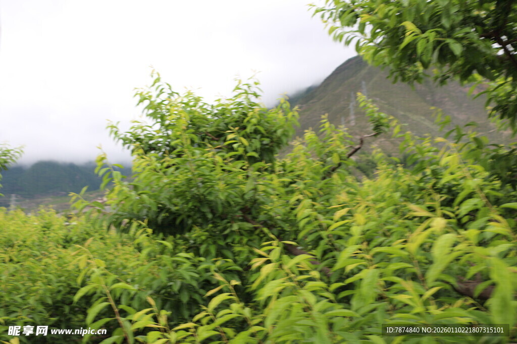 绿意盎然的繁茂植物景观