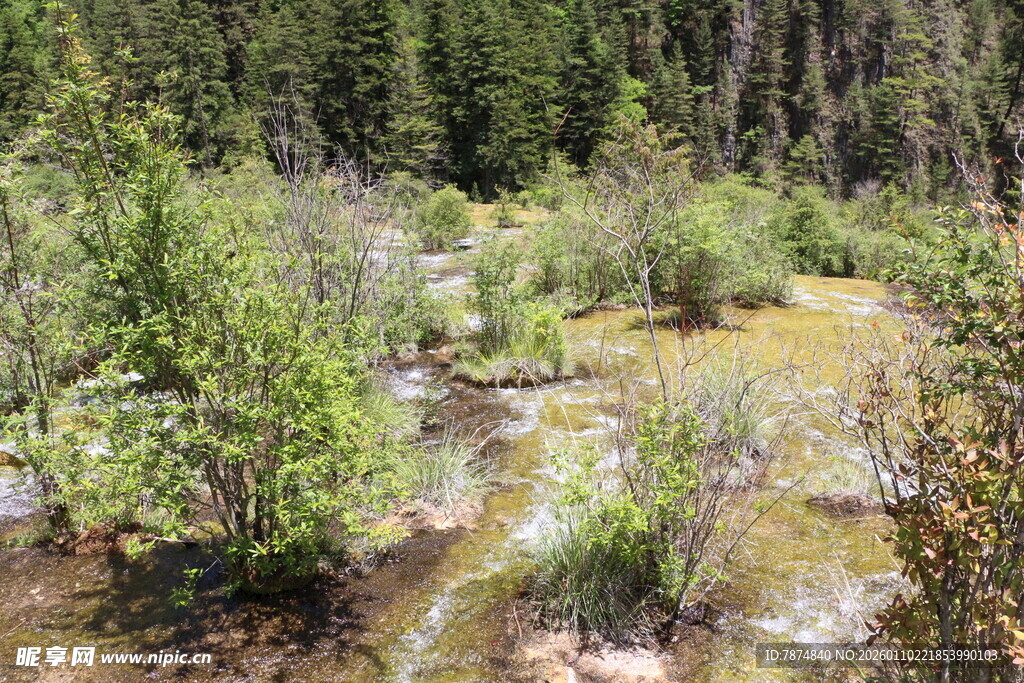 山间溪流旁的繁茂植被