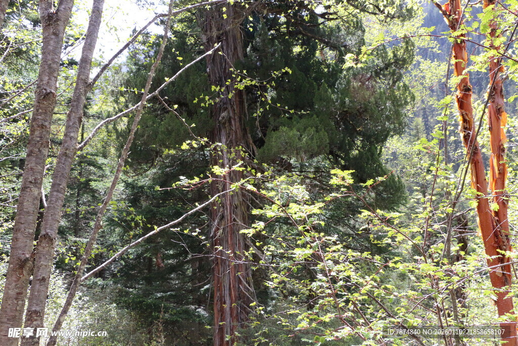 茂密森林中的高大树木