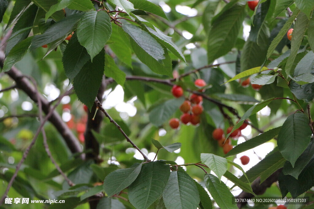 枝头红樱桃 绿叶相映衬