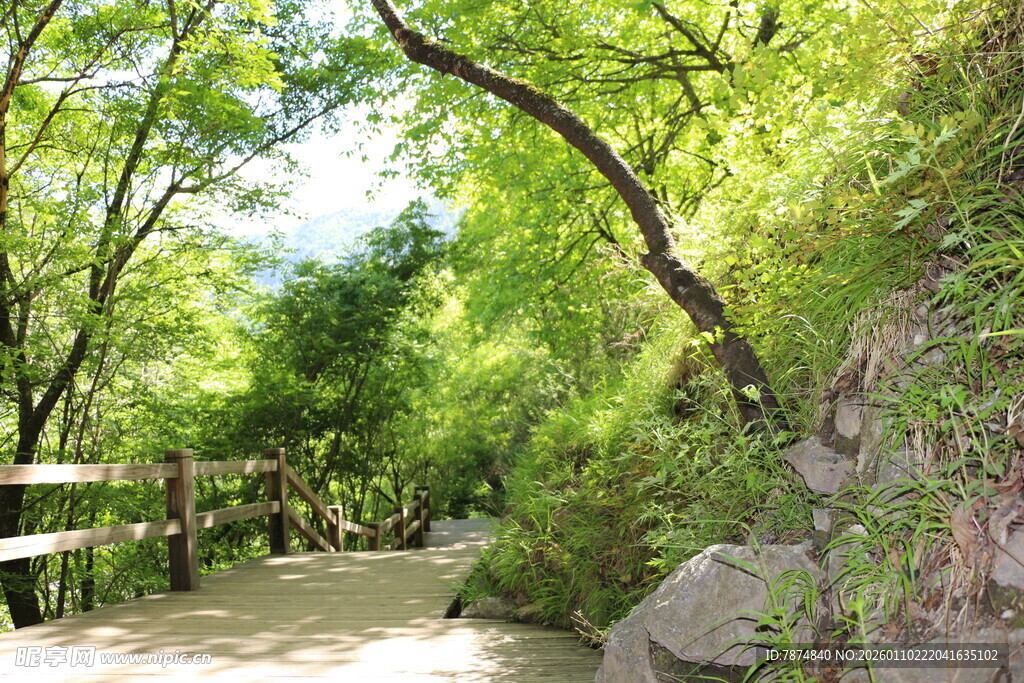 林间漫步小径 绿意盎然