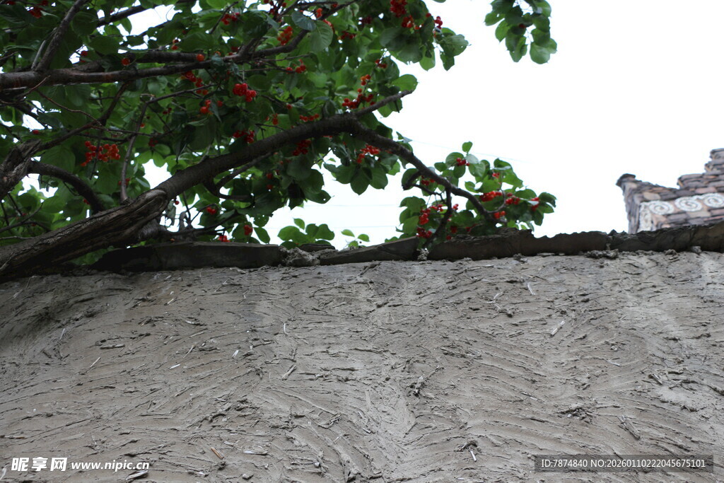 墙头绿植与远处建筑