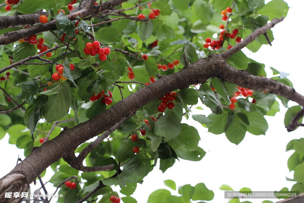 枝头红果绿叶相映成趣
