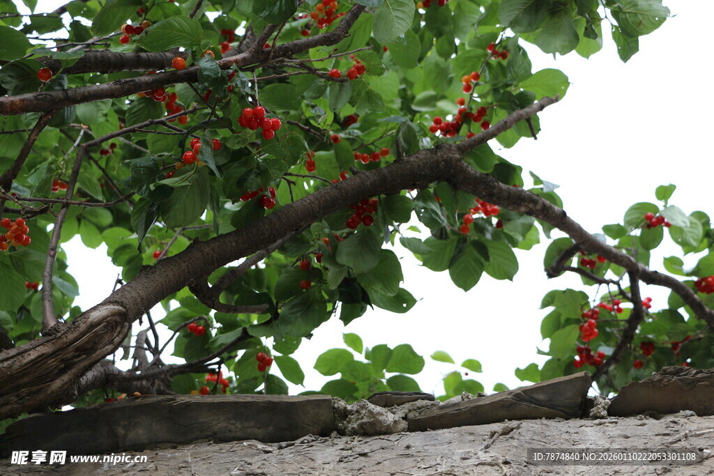 枝头红果绿叶相映成趣