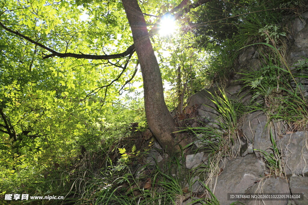 林间阳光洒落的静谧角落