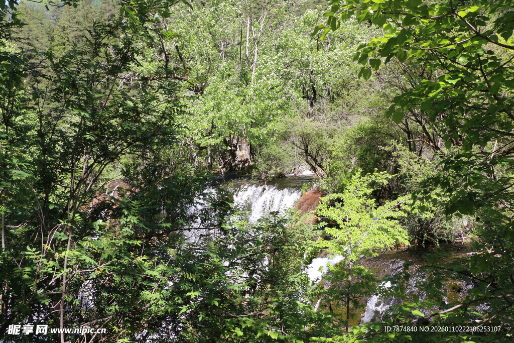 林间溪流隐于葱郁草木间