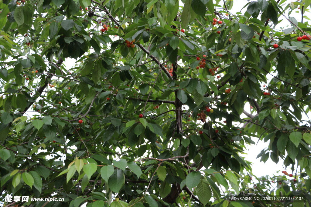 绿叶繁茂的树木景象