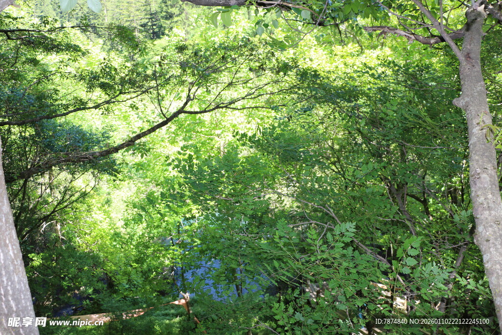 林间绿意盎然的自然景致