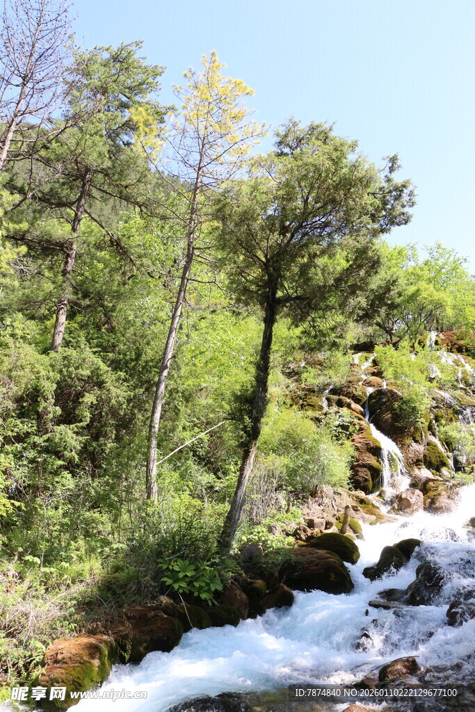 山间溪流旁的葱郁树林