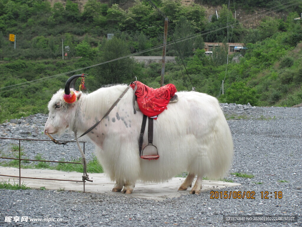 披红饰牦牛站立碎石地
