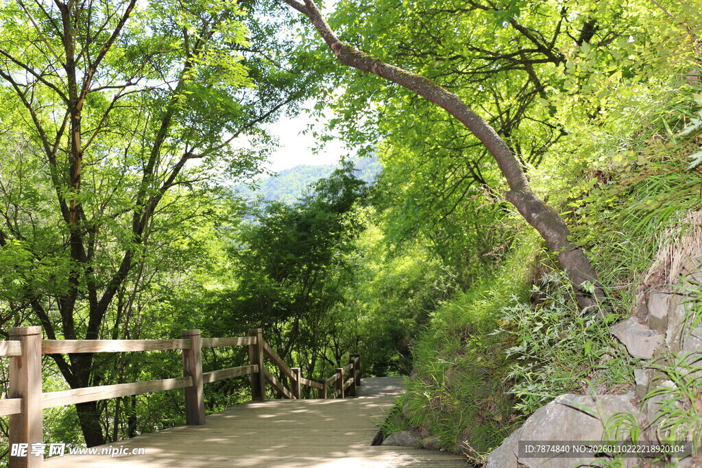 林间小径 绿意盎然的漫步道