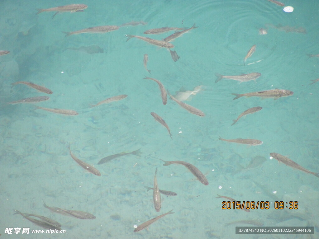 清澈海水中的群游小鱼