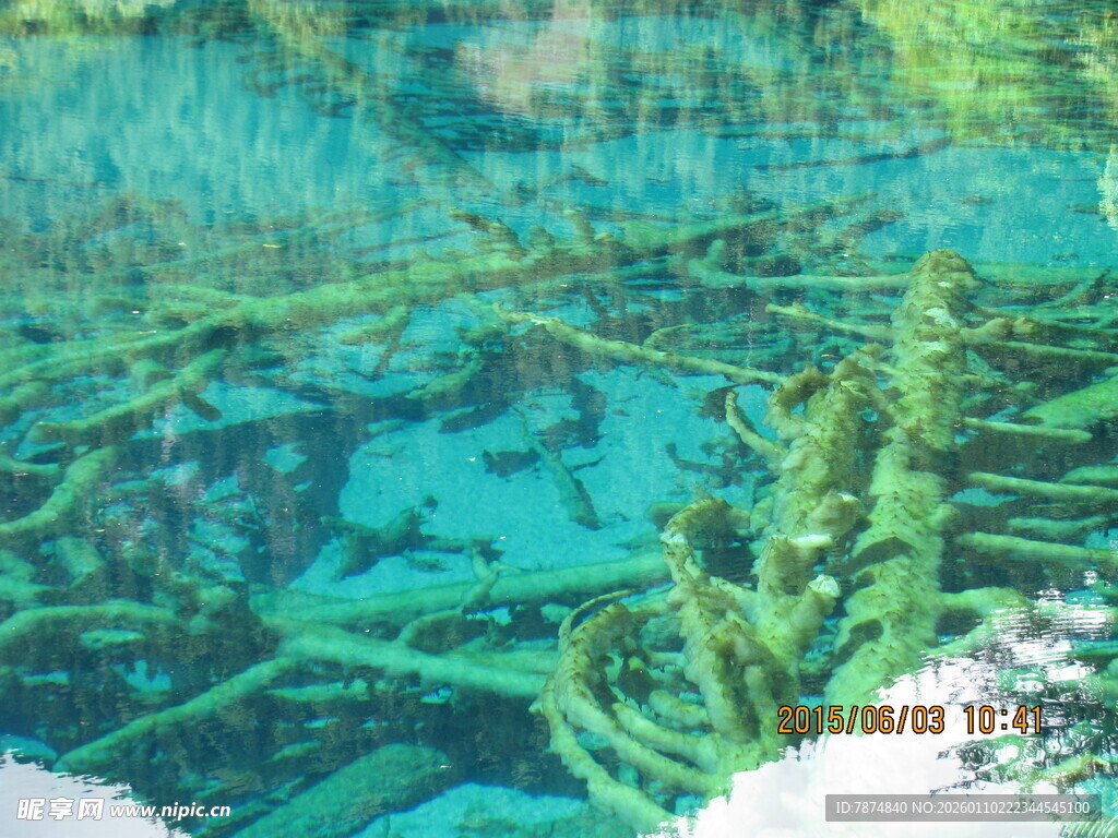 水下神秘树根景象