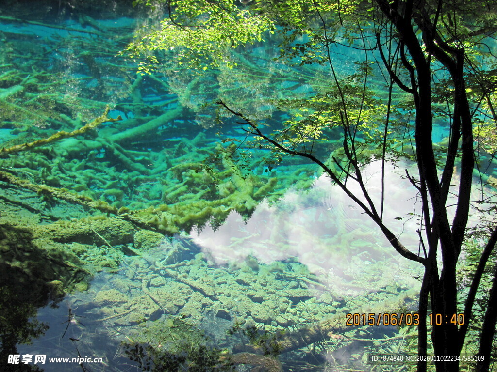 清澈湖底的水底森林景观