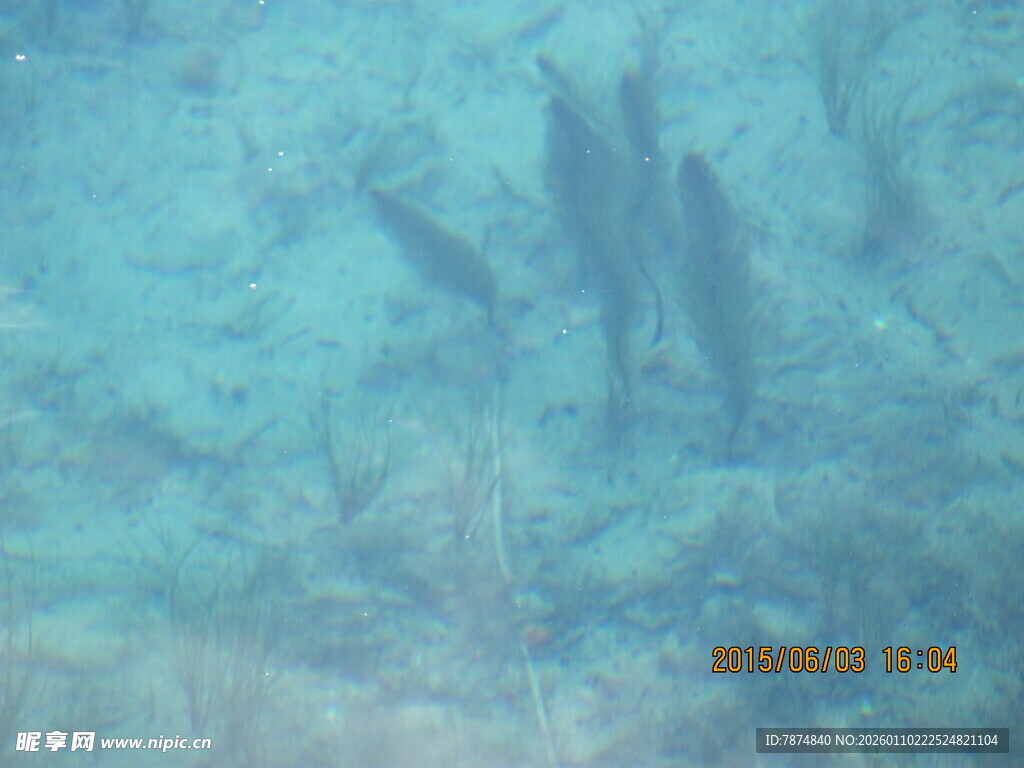 水下鱼群的灵动瞬间