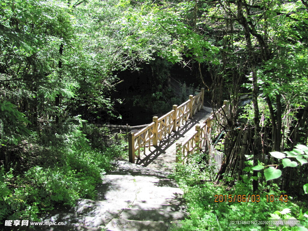 林间木桥 隐于葱郁绿意
