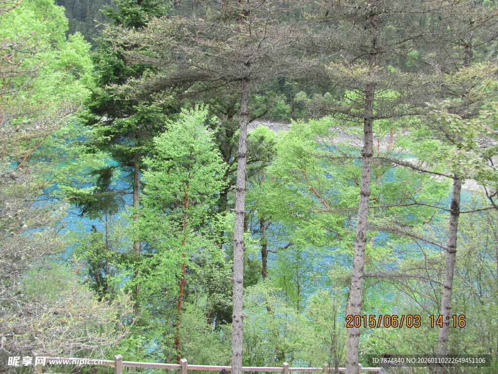 森林中的幽蓝湖泊风光