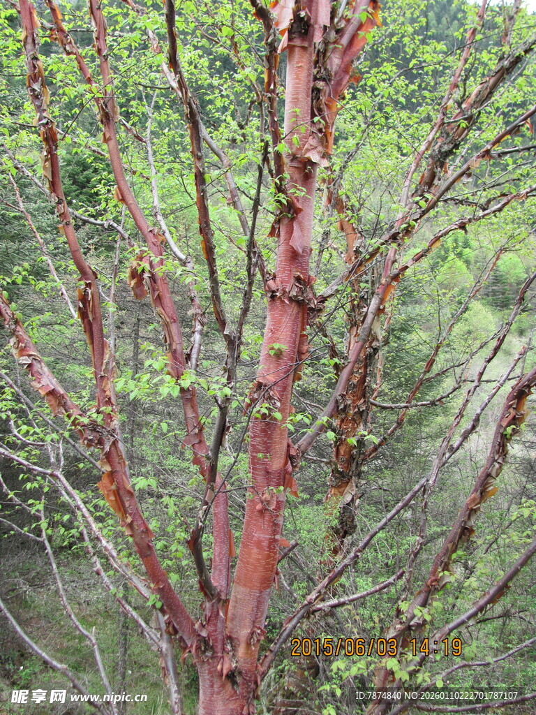 红皮树干与周边绿植景观