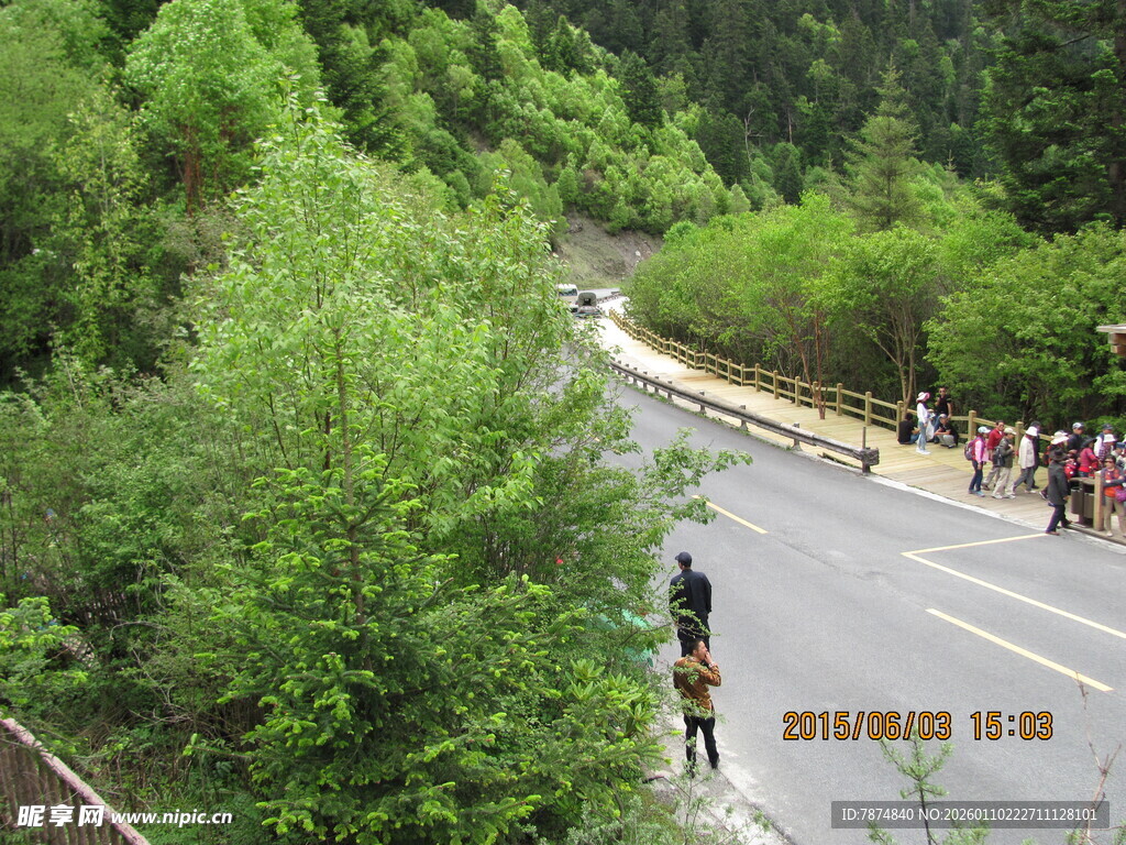 山间公路旁的繁茂绿意