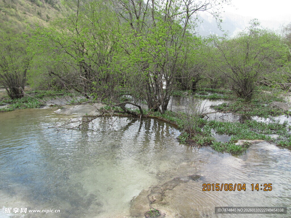 溪边葱郁树林的自然景致