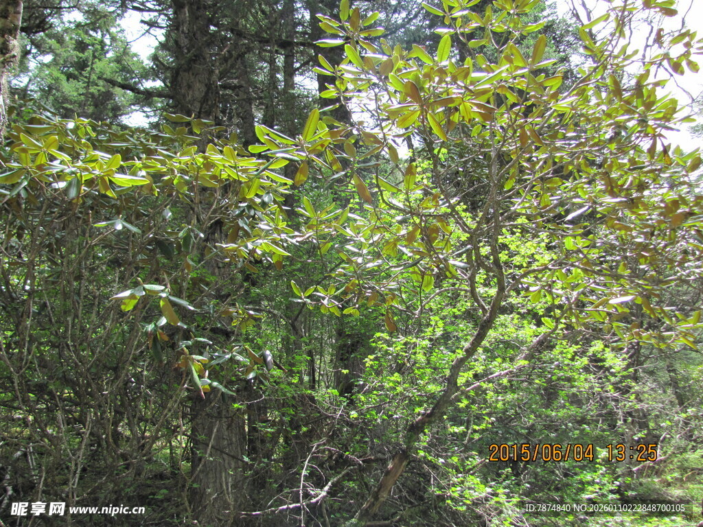 茂密树林中的繁茂枝叶