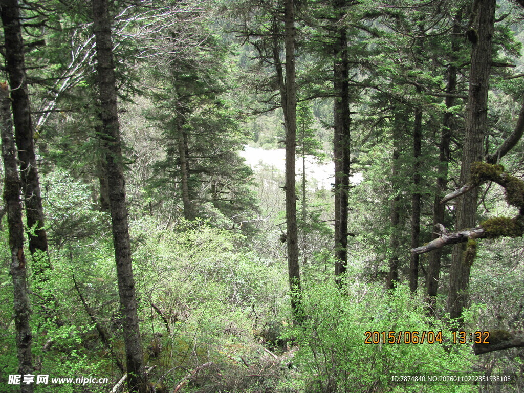 茂密森林中的繁茂植被