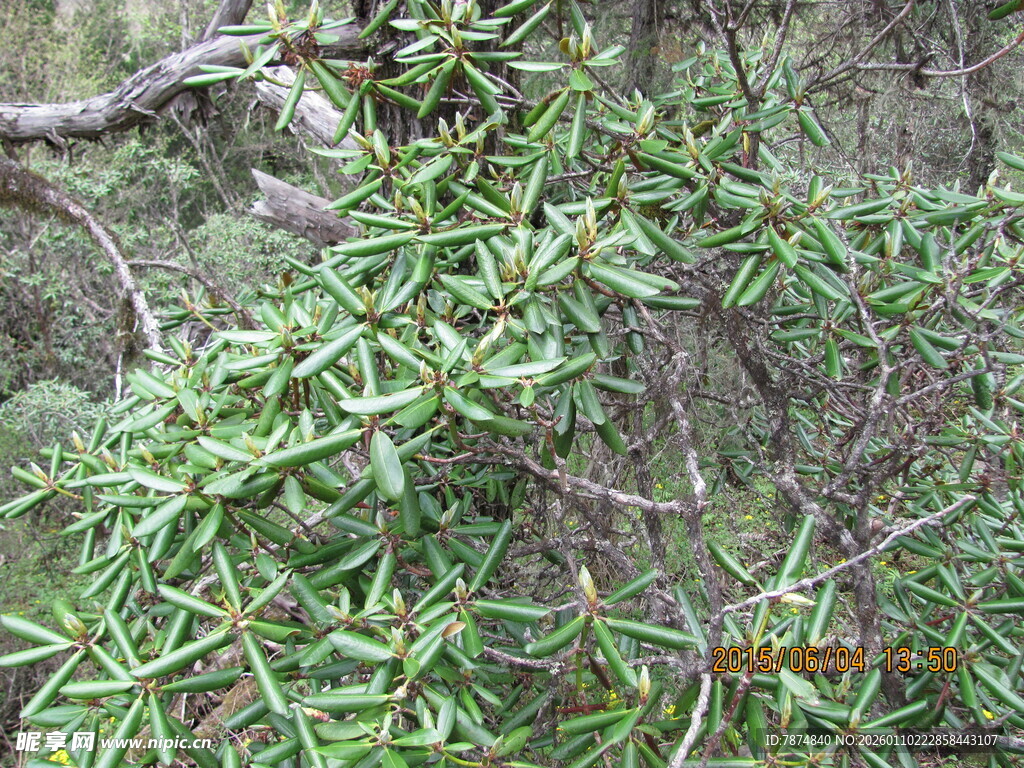 枝叶繁茂的绿色植物