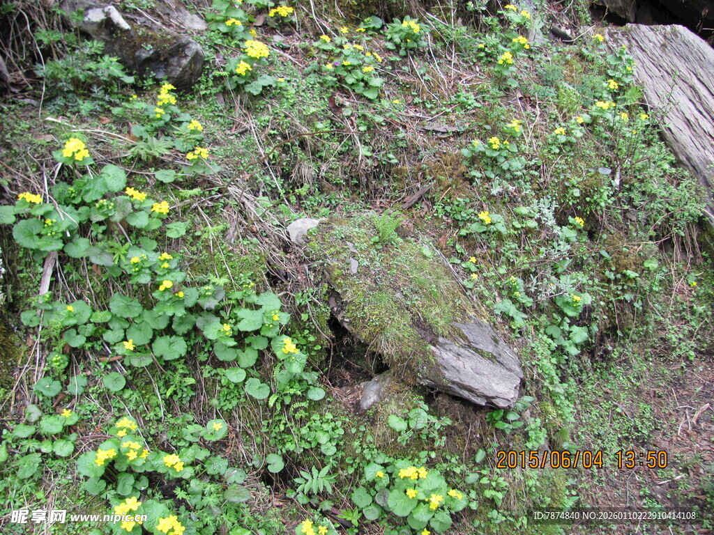 山坡上的绿植与黄色小花