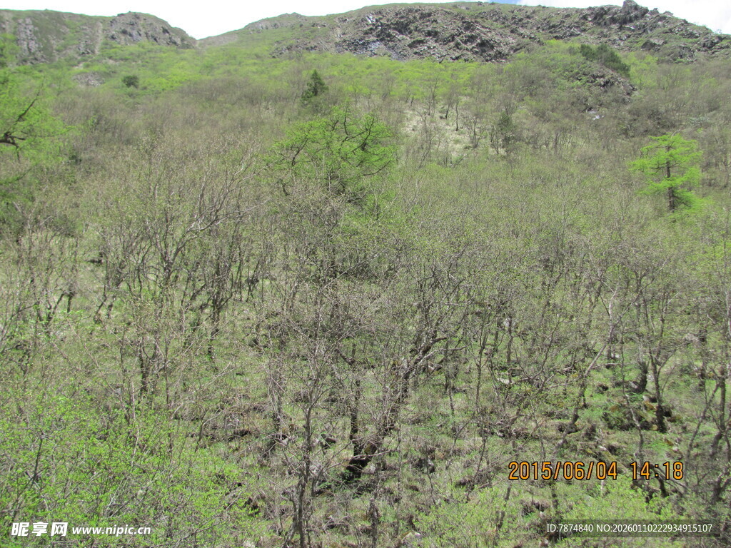 绿意盎然的山野景色